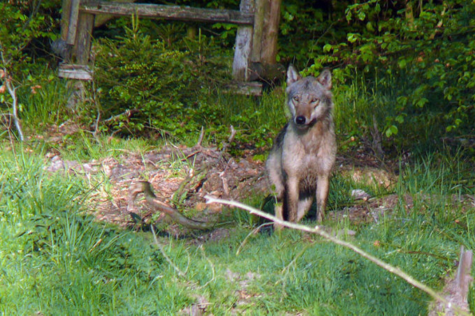 Fünf Jahre lang lebte der Wolf &quot;Reinhard&quot; in den nordhessischen Wäldern - Foto: Jochen Dörbecker
